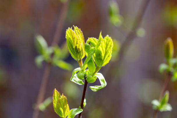 primeras hojas de primavera, brotes hinchados en los árboles
 - Foto, Imagen