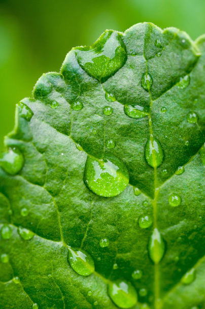 Droplets of the rain - Foto, Bild