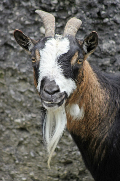 Belle chèvre domestique
 - Photo, image