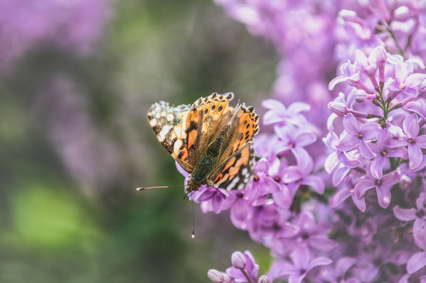 Senhora pintada borboleta nas flores syringa
 - Foto, Imagem