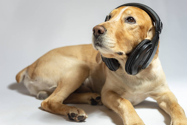 A spaniel dog of golden color in earphones listening to music - Valokuva, kuva