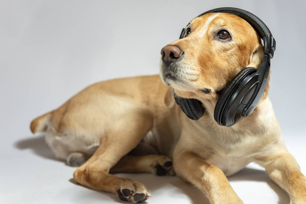 Спаниель-собака золотого цвета в наушниках, слушающая музыку
 - Фото, изображение