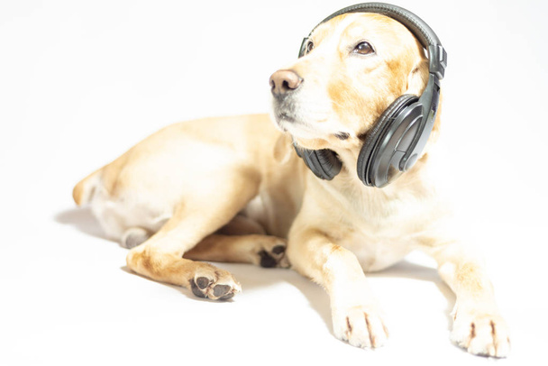 A spaniel dog of golden color in earphones listening to music - Foto, Imagem