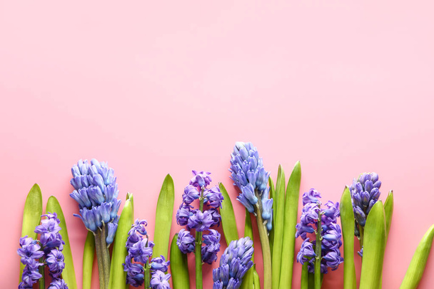Gyönyörű jácintvirág színes háttér - Fotó, kép