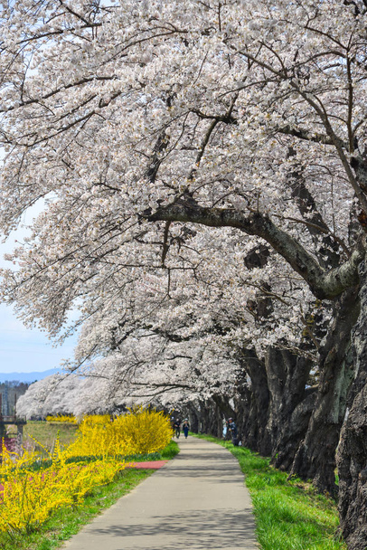 Cherry Blossom közelében Shiroishi folyó napsütéses napon a Miyagi, Japán. - Fotó, kép