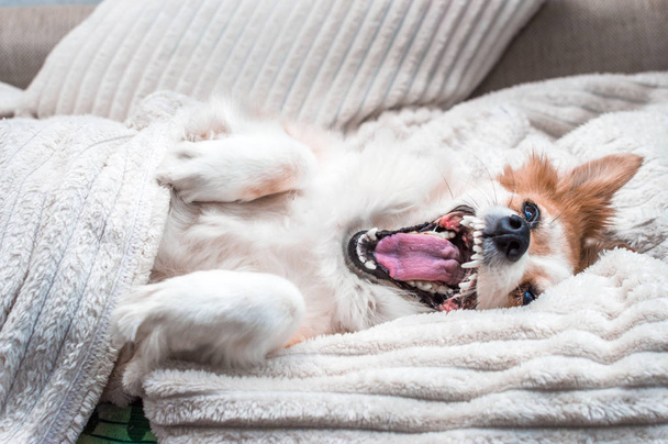 dog lies in bed under a blanket and yawns after sleep. Closeup portrait - Foto, imagen