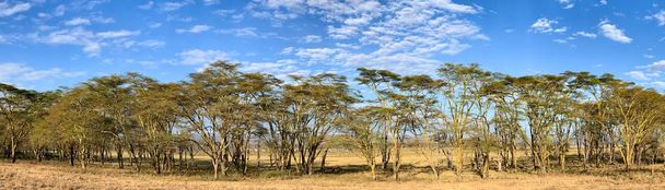  A panoráma a láz fák, Vachellia xanthophloea, a Lake Nakuru Nemzeti Park. Ezek a fák nőnek akár 25 méter magas. Nyári panormaic táj kék eget és a felhők.  - Fotó, kép