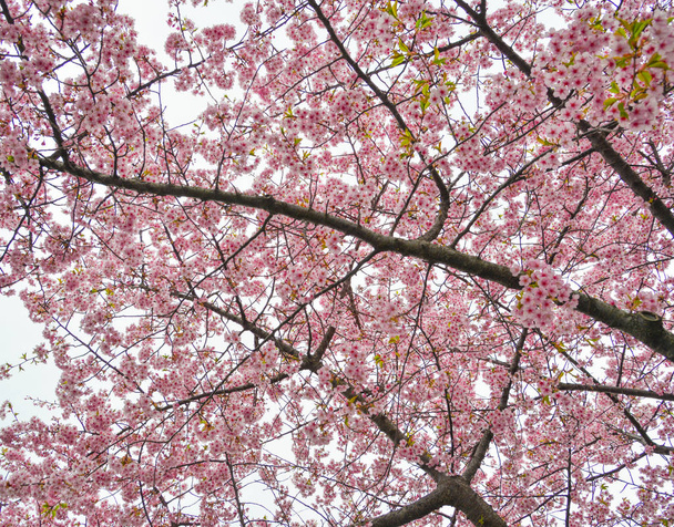 Flores de cerezo (sakura) floreciendo en el parque en primavera
. - Foto, imagen