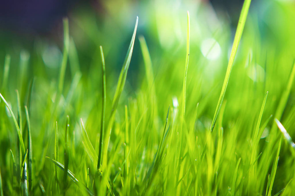 Green grass background. Summer background. Fresh morning nature - Foto, imagen