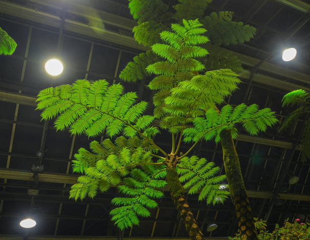 Floresta tropical exótica árvores e plantas em estufa durante a noite
. - Foto, Imagem