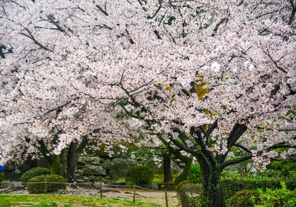 Japán cseresznye virágok tavasszal Kyoto, Japán. - Fotó, kép