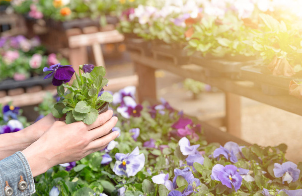 Жінка вибирає квіткові горщики в магазині садових рослин
 - Фото, зображення
