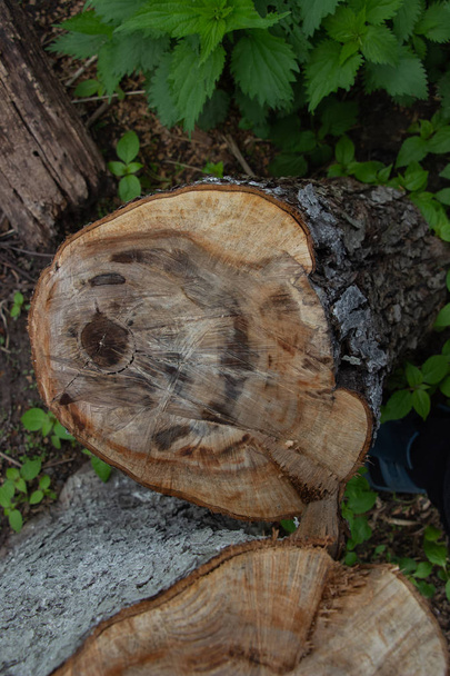 樹皮の下で木を切り、木の円を切る - 写真・画像