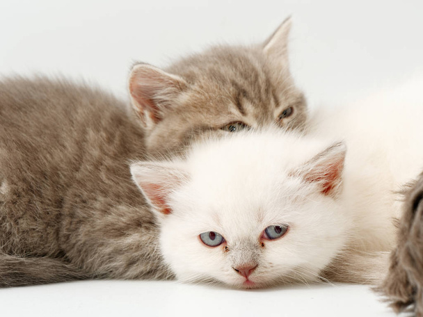 petits chatons drôles sur un fond blanc
 - Photo, image