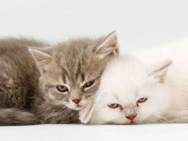 gatitos divertidos sobre un fondo blanco
 - Foto, imagen