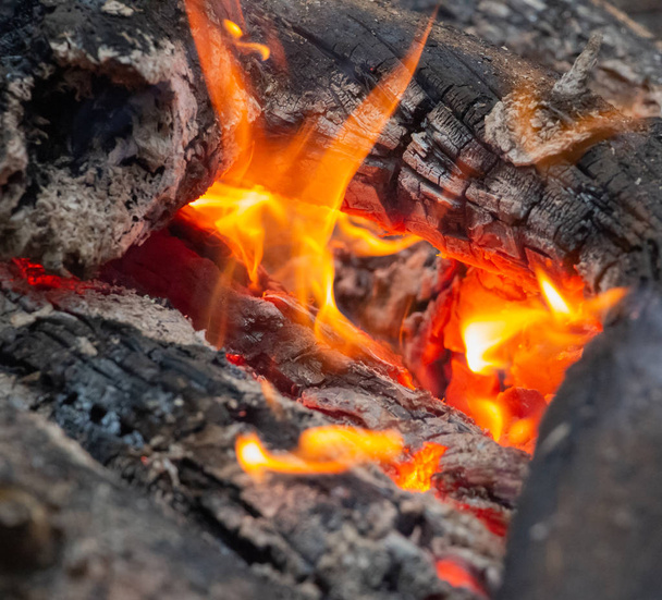 Kamp Ateşi, geceleri kamp ateşi, ormanda şenlik ateşi, yakacak odun yakma - Fotoğraf, Görsel