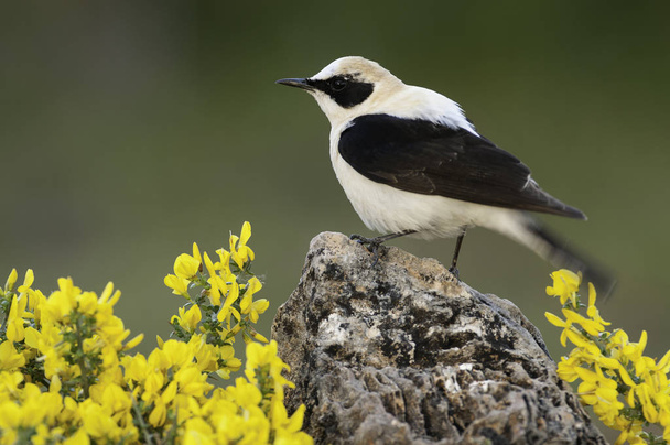 Black-eared Wheatear - Oenanthe hispanica perched on a rock with - Photo, Image