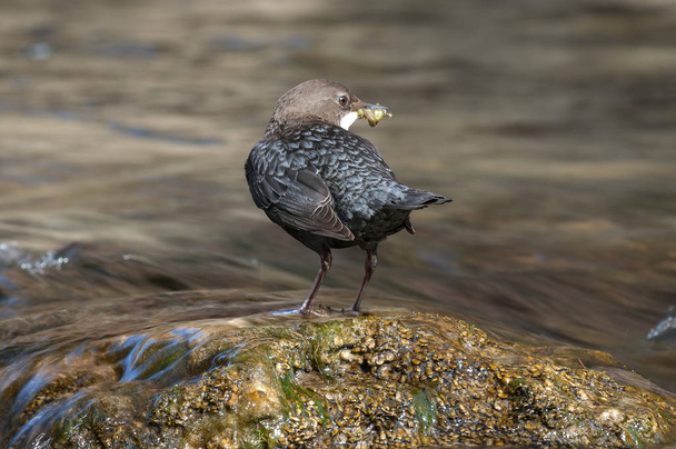Dipper - Cinclus cinclus single bird on rock with food in its be - Photo, Image