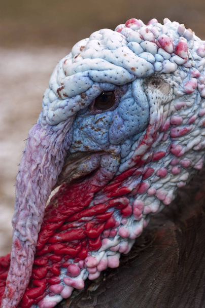Wild Turkey - Meleagris Dörtnala Erkek  - Fotoğraf, Görsel