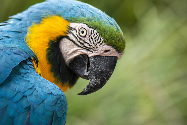 Beautiful Macaw bird - Photo, image
