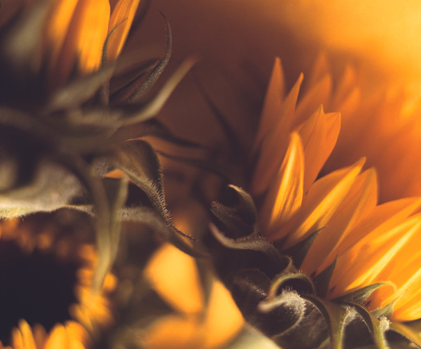 close up view of beautiful sunflowers - Zdjęcie, obraz