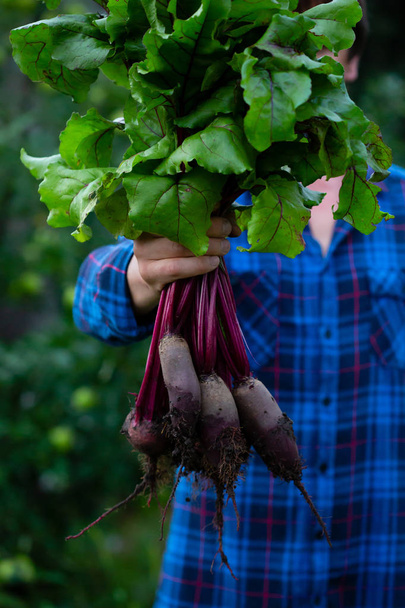 Bunch of fresh beetroots - Photo, image