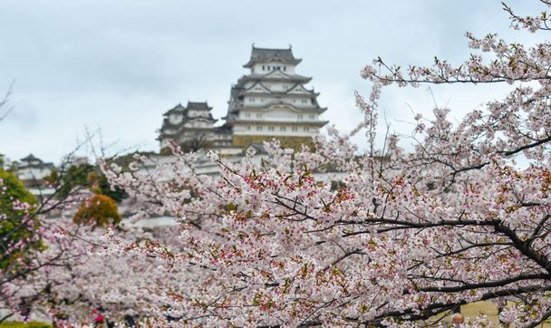 Ancien château Himeji (Japon) avec fleur de cerisier au printemps
. - Photo, image