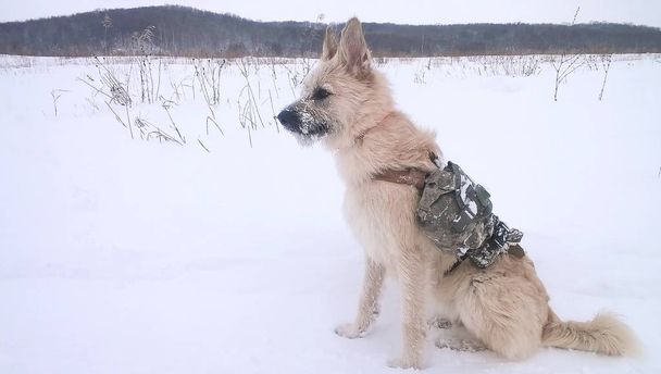 Гірський рятувальний собака з жилетом під час сніжного дня
 - Фото, зображення
