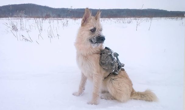 Гірський рятувальний собака з жилетом під час сніжного дня
 - Фото, зображення