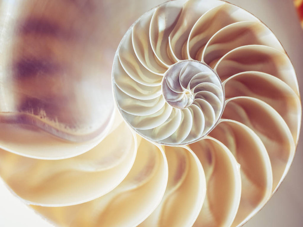 Perlenstruktur Nautilus Symmetrie Querschnitt innerhalb Muster  - Foto, Bild
