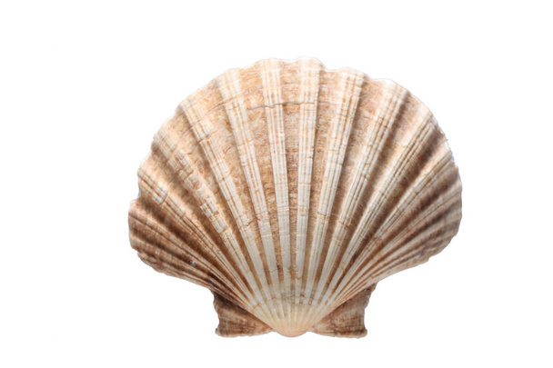 mořský Shell izolovaný na bílém pozadí s prostorem pro kopírování textu - Fotografie, Obrázek