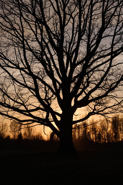 太陽が後ろに太陽と日没のオープンフィールドに大きなオークの木 - 写真・画像