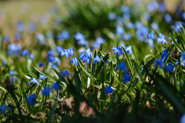 Большое поле подснежников цветы весной зеленый луг в форелях
 - Фото, изображение