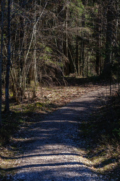 prázdná štěrková cesta v lese se slunečními paprsky a stíny - Fotografie, Obrázek