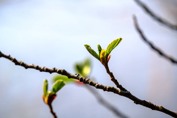 spring tree branches with small fresh leaves over water body bac - 写真・画像
