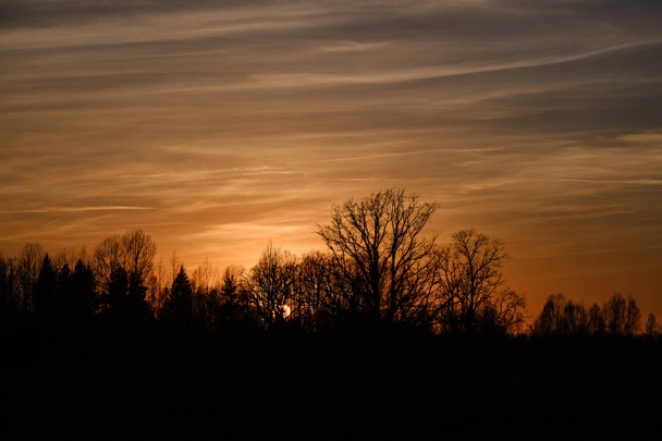 large oak tree in open field in sunset with sun behind it - Foto, immagini
