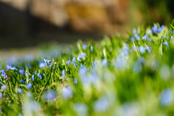 campo grande de las gotas de nieve flores en la primavera prado verde en los frentes
 - Foto, imagen