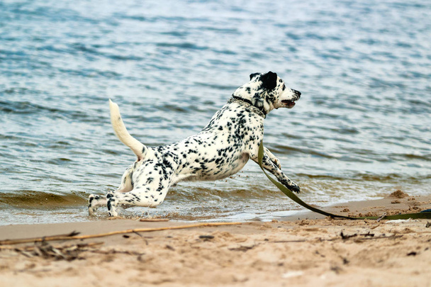 Ein Hund spielt gerne mit seinem Besitzer am Strand. ein weiß gefleckter Hund springt am Strand. - Foto, Bild