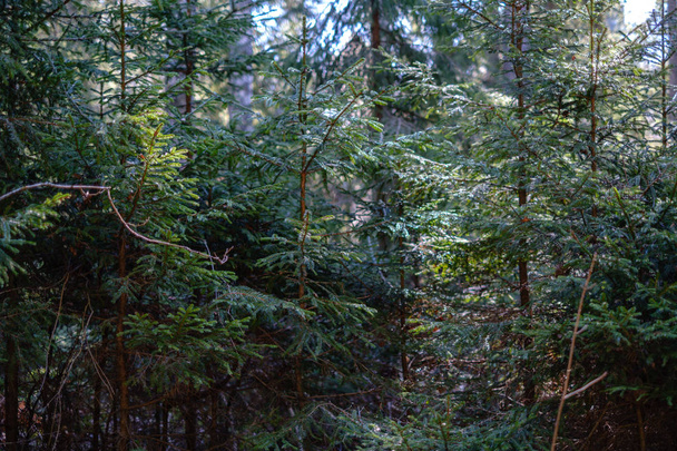 frisch frühlingshaft grüner Fichtenwald an sonnigem Tag - Foto, Bild