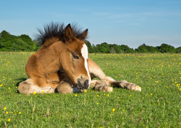 mignon brun poney poulain pose sur herbe
 - Photo, image