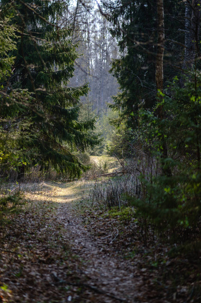 empty gravel dust road in forest with sun rays and shadows - Fotoğraf, Görsel