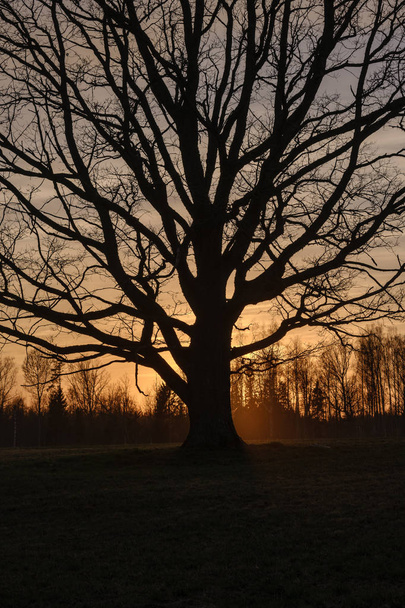 太陽が後ろに太陽と日没のオープンフィールドに大きなオークの木 - 写真・画像