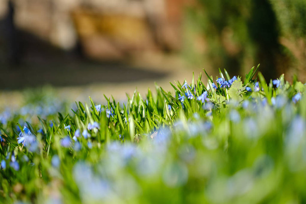 campo grande di fiori di bucaneve in prato verde di primavera in fronti
 - Foto, immagini