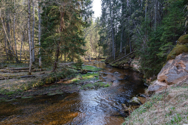 βράχο σκεπαστό ποτάμι σε δάσος με χαμηλή στάθμη νερού - Φωτογραφία, εικόνα