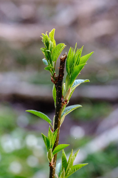 las primeras hojas verdes frescas en los árboles en primavera
 - Foto, Imagen