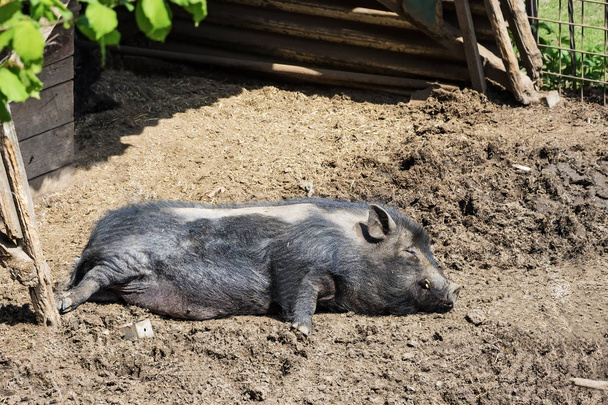 Świnia leżącego i odpoczynku w błocie - Zdjęcie, obraz