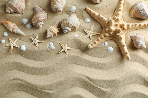 Muitas conchas e estrelas do mar na areia do mar, espaço para texto e topo
  - Foto, Imagem