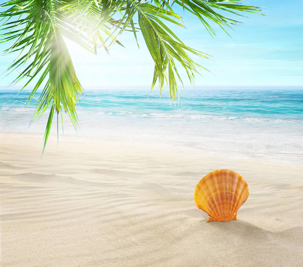 Muschel im Sand. Kokospalmen an einem tropischen Strand.  - Foto, Bild
