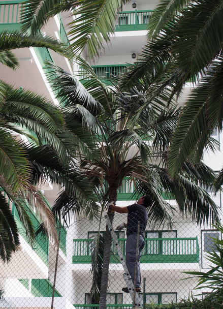 homem em uma escada jardinagem mantendo uma árvore na espanha
 - Foto, Imagem