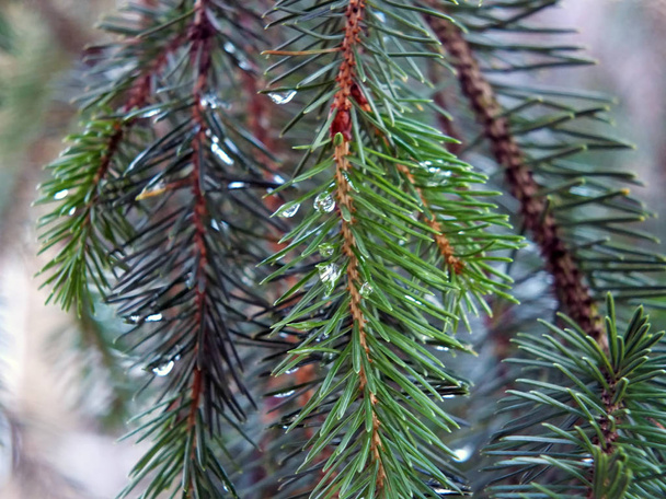 冷たいウィントに朝露の雨滴を持つ松の木の枝 - 写真・画像